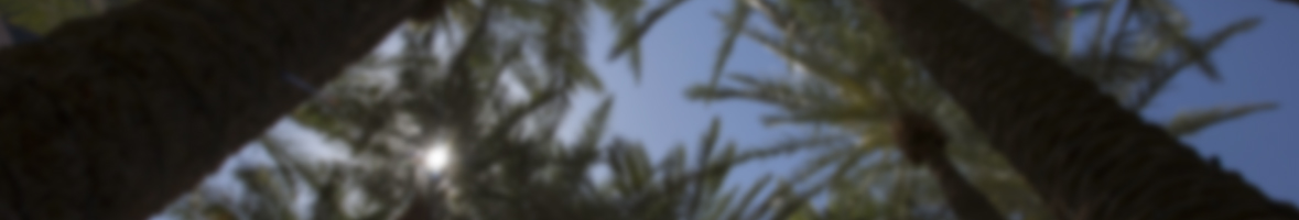 palm trees