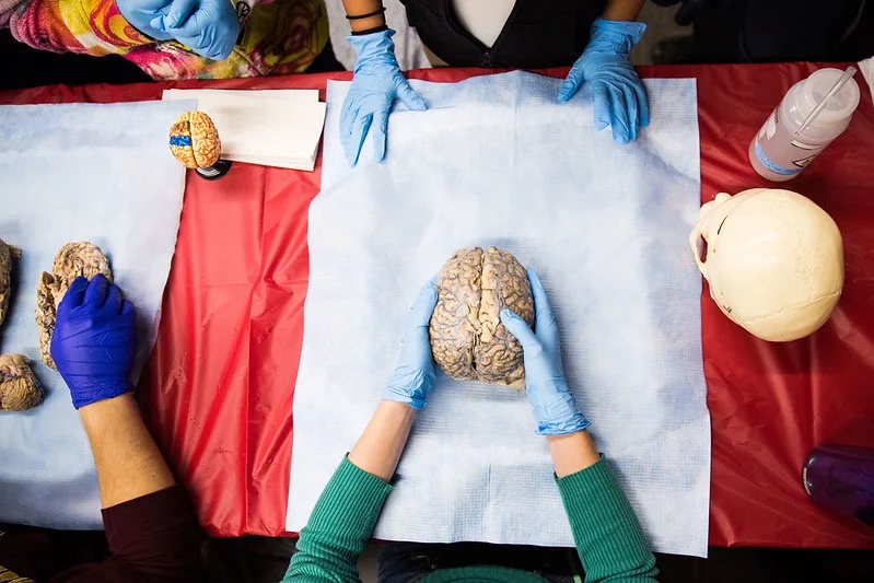 Department of Psychology: Undergraduate Research Opportunities