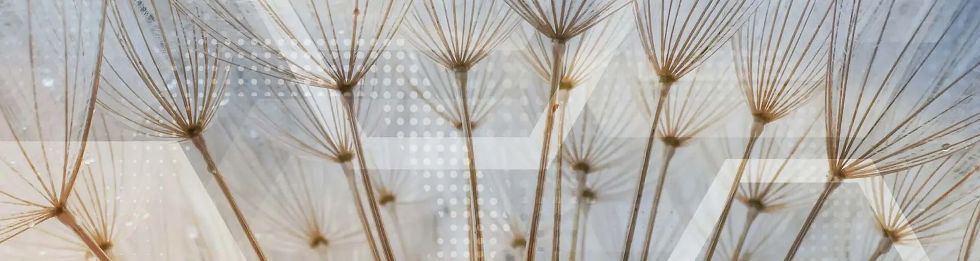 School of Sustainability: Undergraduate student research